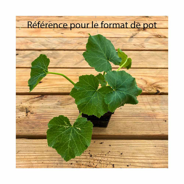 Courge Zucchini Verte - Plant dans pot de 4 po
