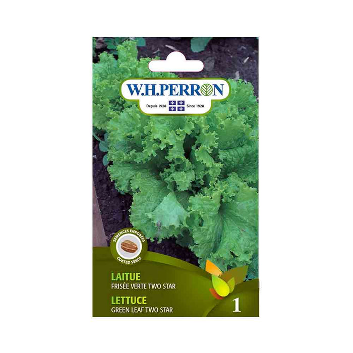 Laitue frisée verte