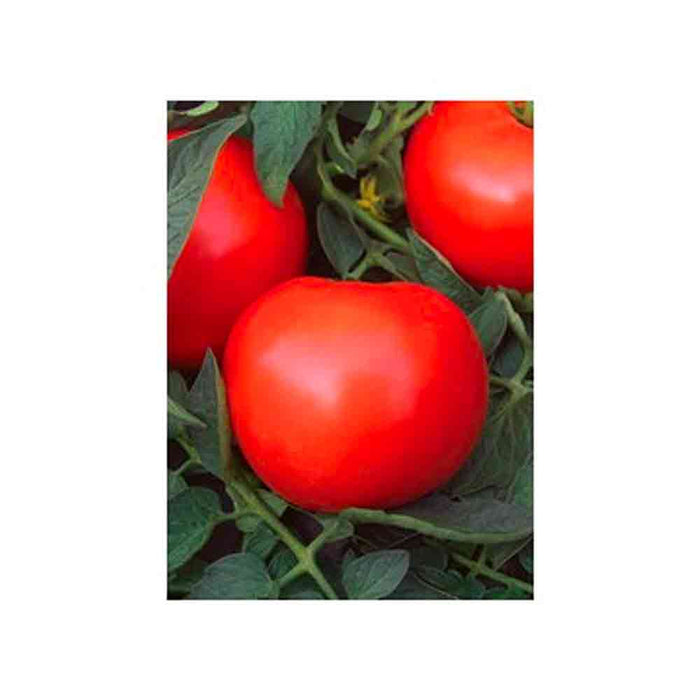 Tomate rouge Mega Fantastique