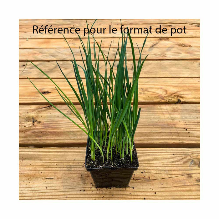 Oignons Rouge - Plant dans pot de 4 po