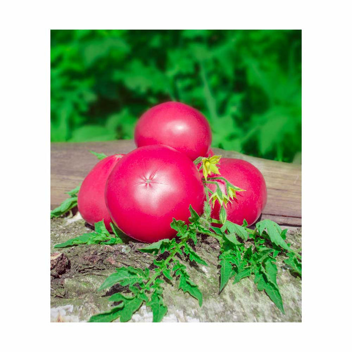 Tomate Rose Pink Girl - Plant dans un pot de 4 po
