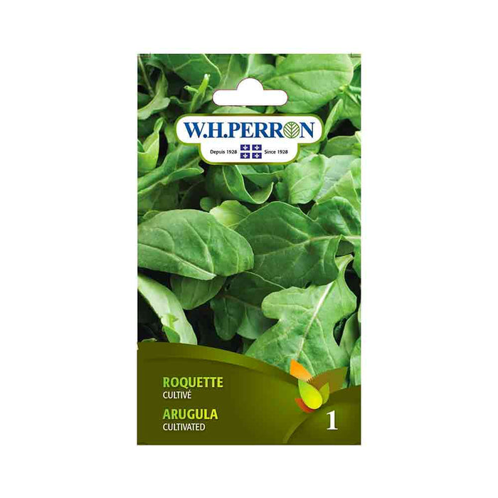 Roquette cultivée