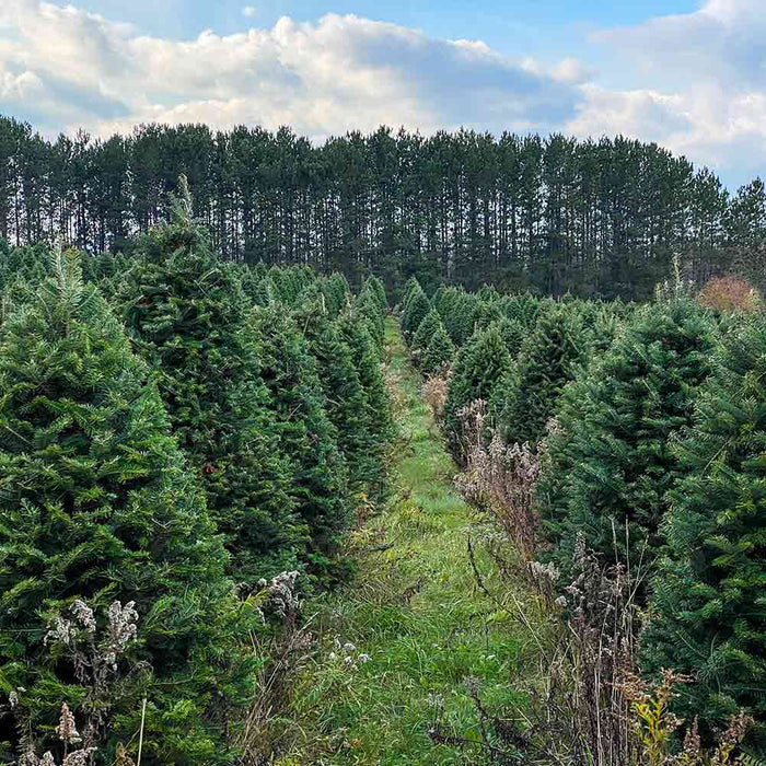 Sapin Beaumier certifié bio de 5-6 pieds