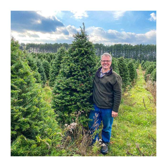 Sapin Beaumier certifié bio de 7-8 pieds