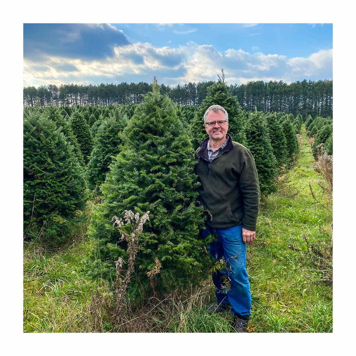 Sapin Beaumier certifié bio de 6-7 pieds