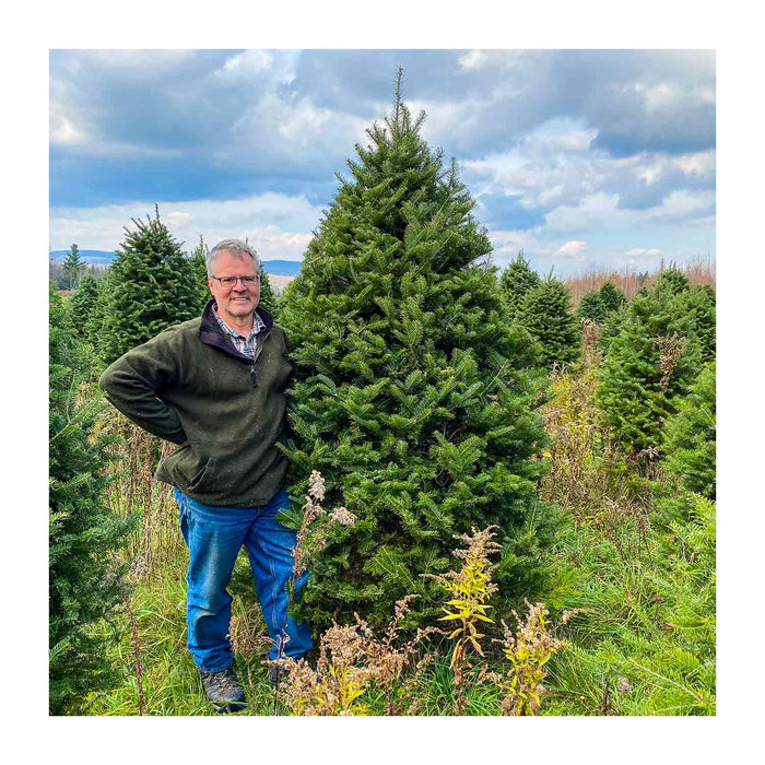 Sapin Beaumier certifié bio de 8-9 pieds