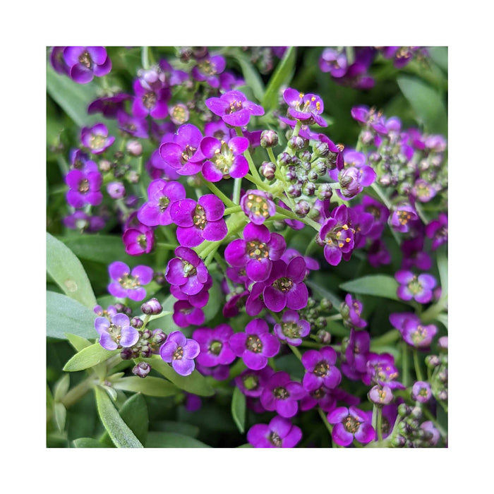 Alyssum 'Clear Crystal' Violet - Caissette