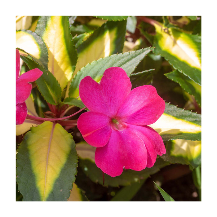 Impatiens Sunpatiens compact 'Tropical Rose' - Pot de 4 po