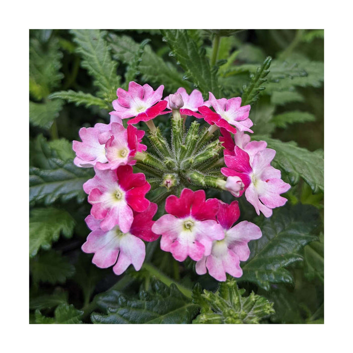 Verveine 'Wicked hot pink' - Pot de 4 po