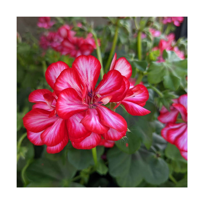 Géranium Lierre Rouge et Blanc - Pot de 4 po