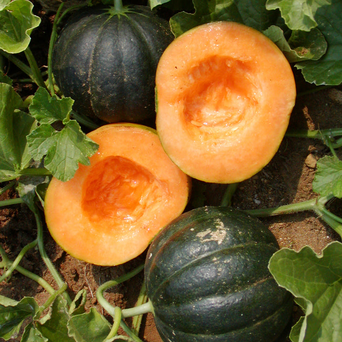 Melon Noir des Carmes *Bio