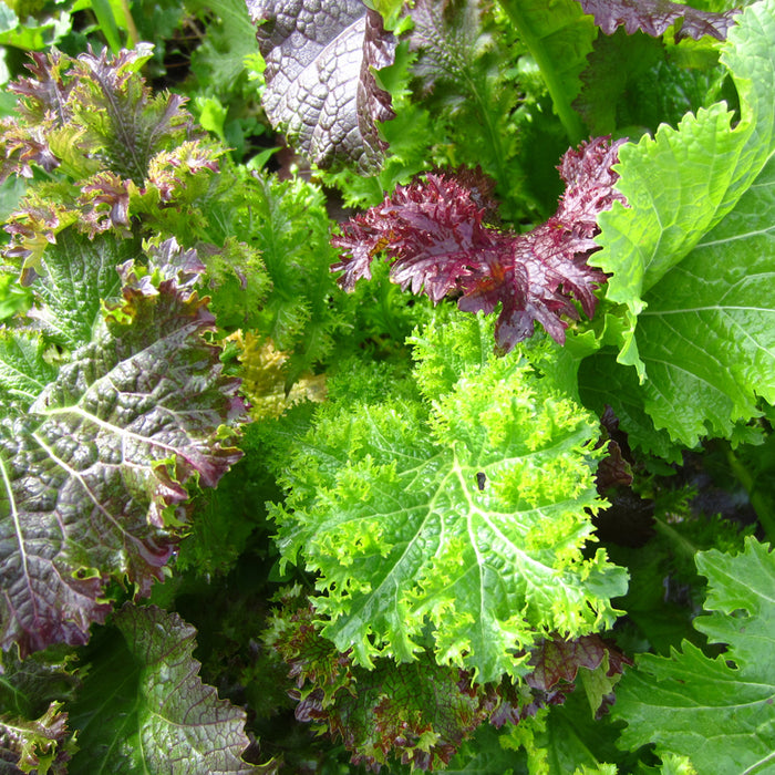 Mesclun de moutardes piquantes *Bio