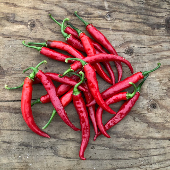 Piment cayenne Ring of Fire *Bio