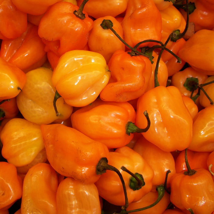 Piment habanero Orange *Bio