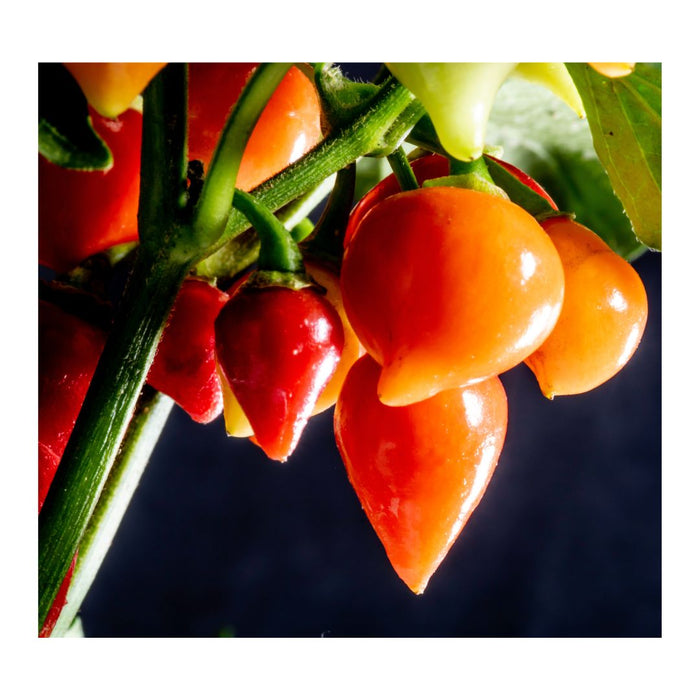 Piments Goutte (Biquinho) - Plant dans pot de 4 po