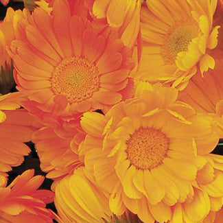 Souci officinal de jardin *Bio
